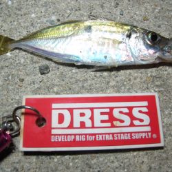 豆アジ　アジングラビット